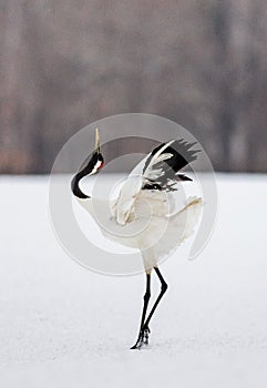 Japanese crane performs its mating dance alone.