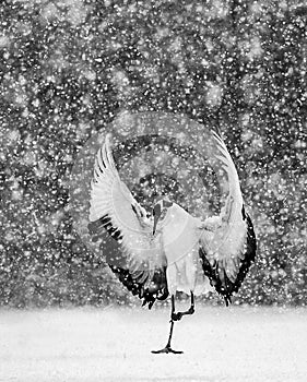 Japanese crane performs its mating dance alone in snow snowstorm.