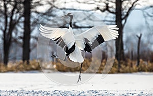 Japanese crane performs mating dance in the snow. Jumps high.