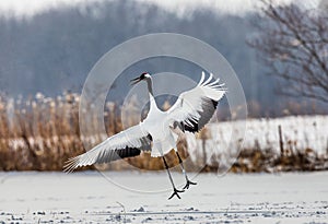 Japanese crane performs mating dance in the snow. Jumps high.