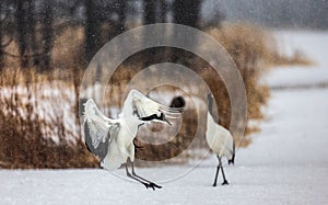 Japanese crane performs mating dance in the snow. Jumps high.