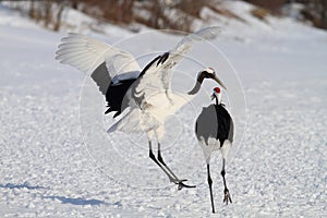 Japanese crane or Red-crowned Crane