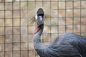The Japanese crane or red-crowned crane or also the Manchurian crane