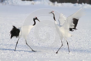 Japanese crane or Red-crowned Crane