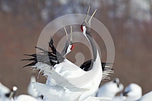 Japanese Cranes