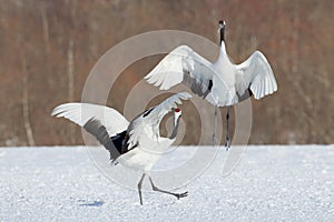 Japanese Cranes