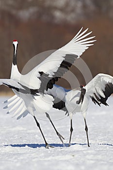 Japanese Cranes