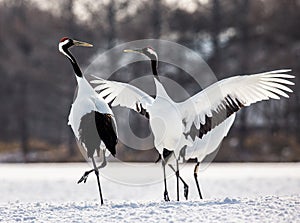 Japanese Cranes are dancing on the snow.