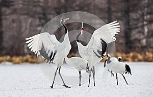 Japanese Cranes are dancing on the snow.