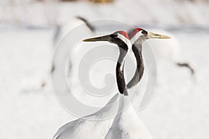 Japanese Cranes - Romantic Symmetry