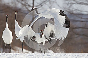 Japanese Cranes in the Snow photo