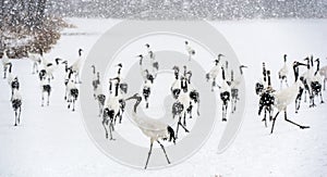 Japanese cranes in snowfall. The red-crowned cranes.