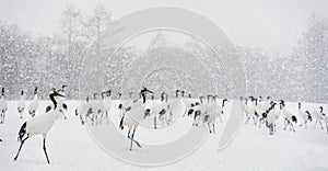 Japanese cranes in snowfall. The red-crowned cranes.