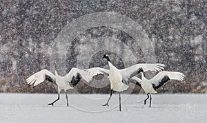Japanese Cranes are standing in the snow and spread its wings in snow snowstorm.