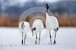 Japanese Cranes are walking in the snow.