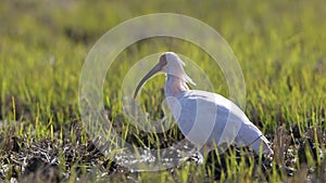 Japanese crested ibis (Nipponia nippon) in Japan