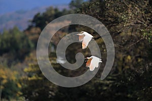 Japanese crested ibis at Sado island, Japan