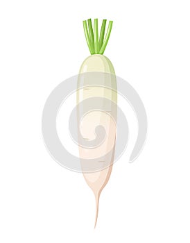 Japanese daikon radish, on a white background, vegetable harvest, healthy food. Vector