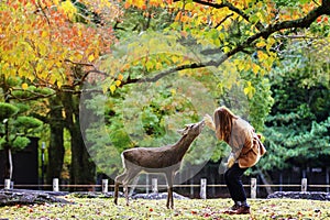 Japanese deer eating grass with red maple leaves tree on autumn season as background