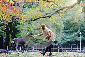 Japanese deer eating grass with red maple leaves tree on autumn season as background