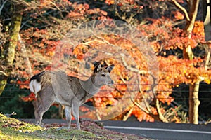 Japanese deer eating grass with red maple leaves tree on autumn season as background.