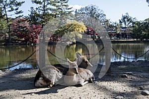 Japanese deer playing at Nara Park with red maple leaves tree on autumn season