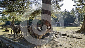 Japanese deer resting at Nara Park with red maple leaves tree