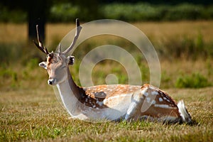 Japanese deer sleepeng on a meadow