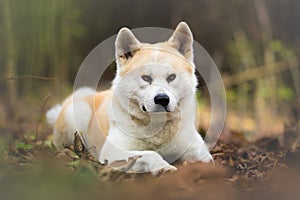 Japanese dog Akita Inu