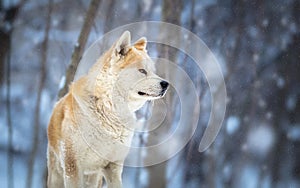 Japanese Dog Akita Inu