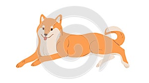 Japanese dog of Akita-Inu breed resting. Adorable Asian doggy with orange hair lying with tongue hanging out. Colored