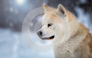 Japanese Dog Akita Inu in the forest