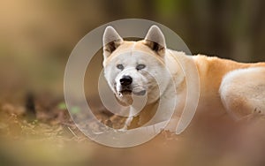 Japanese Dog Akita Inu in the forest