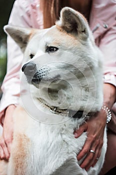 Japanese dog Akita inu portrait with young woman outdoors