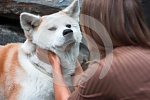 Japanese dog Akita inu portrait with young woman hands outdoors