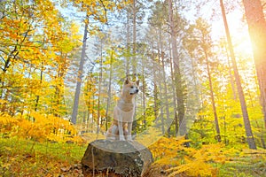 Japanese Dog Akita Inu puppy in autumn forest