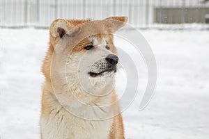 Japanese dog Akita Inu on a walk on a snowy day