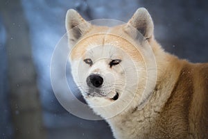 Japanese Dog Akita Inu in the winter forest