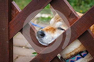 A Japanese dog of breed Shiba Inu stuck his nose out of a wooden fence. Japanese small size Shiba Ken dog looks into the distance