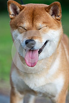 Japanese dog red color Shiba Inu smiles and closed his eyes. The concept of humor