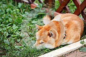 Japanese dog of Shiba Inu breed lying on the green grass on a sunny summer day. Japanese Small Size Dog Shiba Ken sleeping on gree