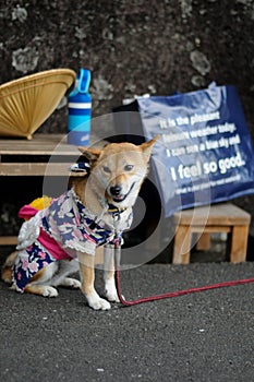 Japanese Dog sleeping on the Street in Shizuoka, Japan. Sign says that Welcome! Her name is Princess, our mascot dog. In summer ti