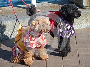 Japanese Doggies