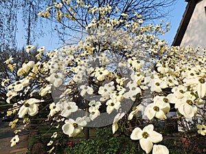 Japanese dogwood Cornus cousa during flowering