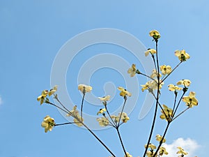 Japanese dogwood Cornus cousa during flowering