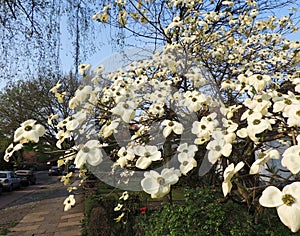 Japanese dogwood, Cornus cousa, during flowering