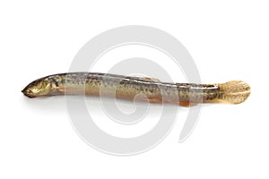 Japanese dojo loach fish