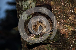 Japanese dwarf flying squirrel