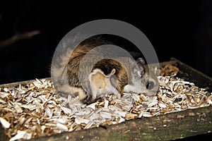 Japanese dwarf flying squirrel