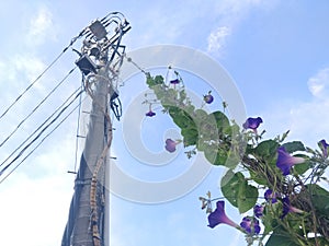 Japanese Electric pylon and growing beautiful purple flowers with great blue sky